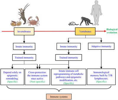 The mechanisms and factors that induce trained immunity in arthropods and mollusks